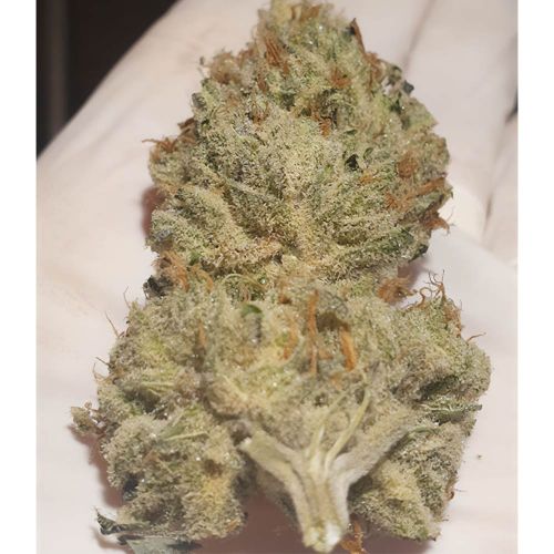 Juicy Drop'z- Feminized - Zmoothiez Geneticz       