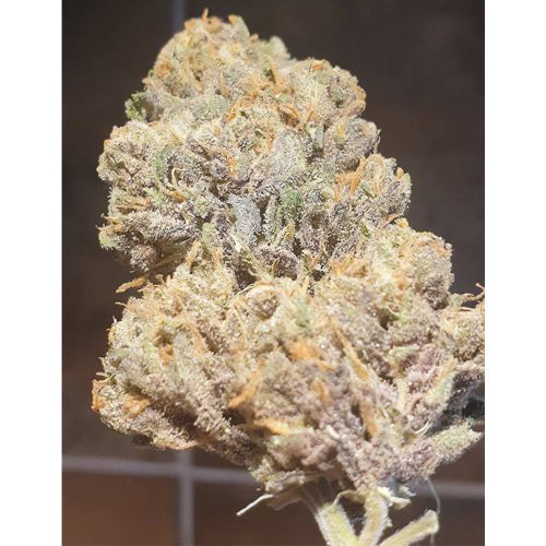 Purple Cream - Feminized - Zmoothiez Geneticz 