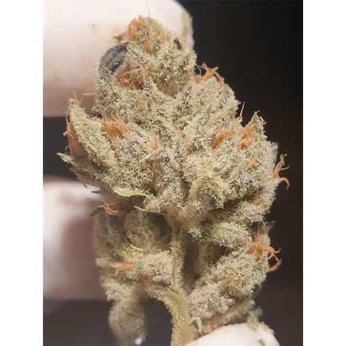 Supreme Nectar - Feminized - Zmoothiez Geneticz   