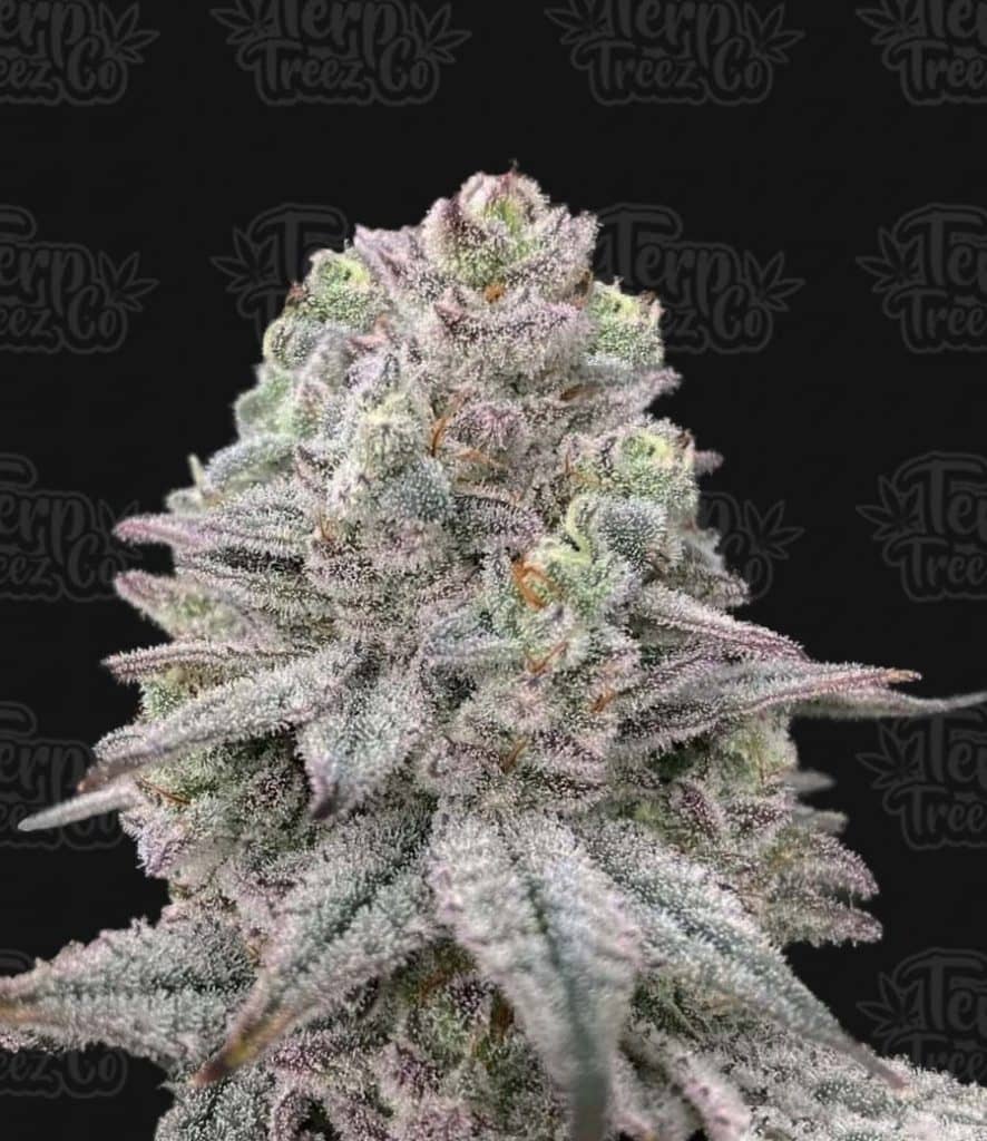 Znapple Fritter - Feminized - Terp Treez Co   