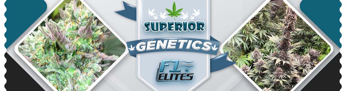 F1 Cannabis Elites