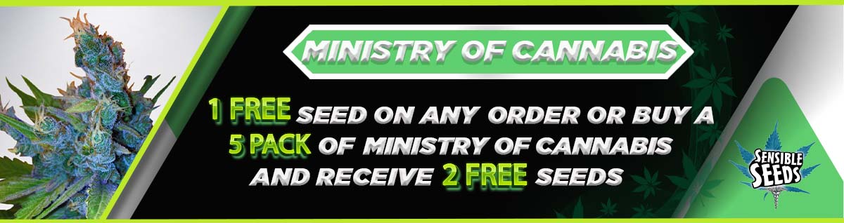 Ministry of Cannabis Seeds