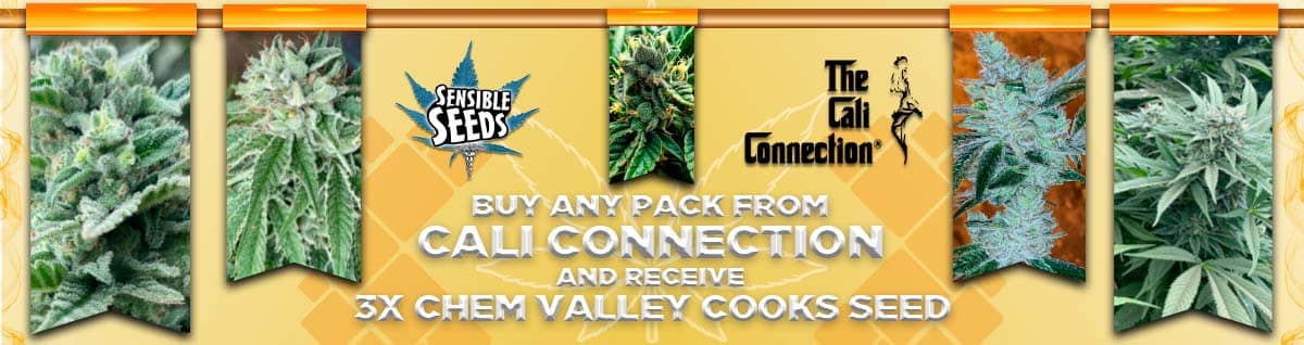 Seed Bank - : cali-connection-seeds