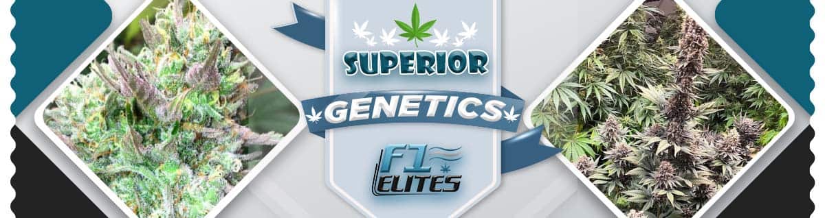 Seed Bank - : f1-cannabis-elites