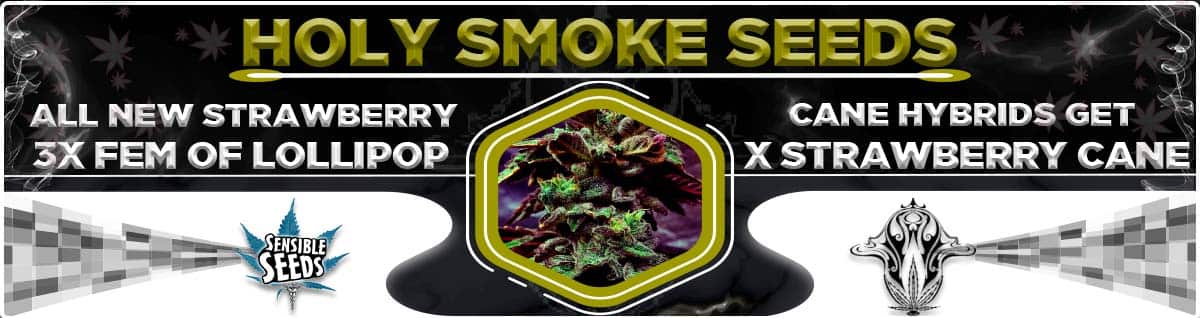 Seed Bank - : holy-smoke-seeds