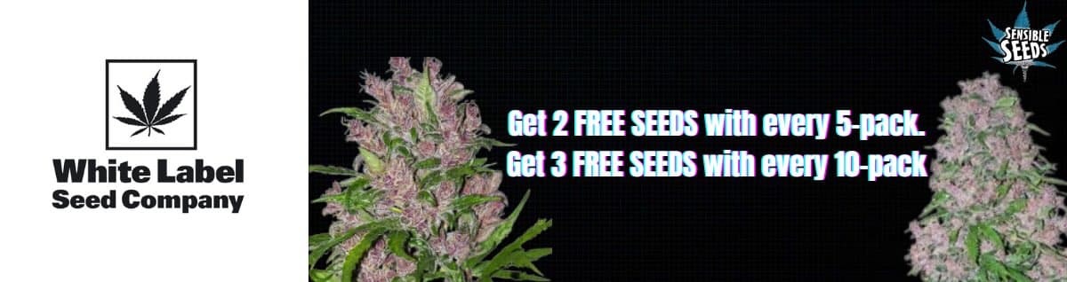 Seed Bank - : white-label-seeds