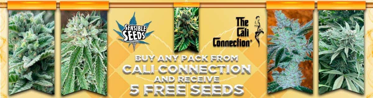 Seed Bank - : cali-connection-seeds