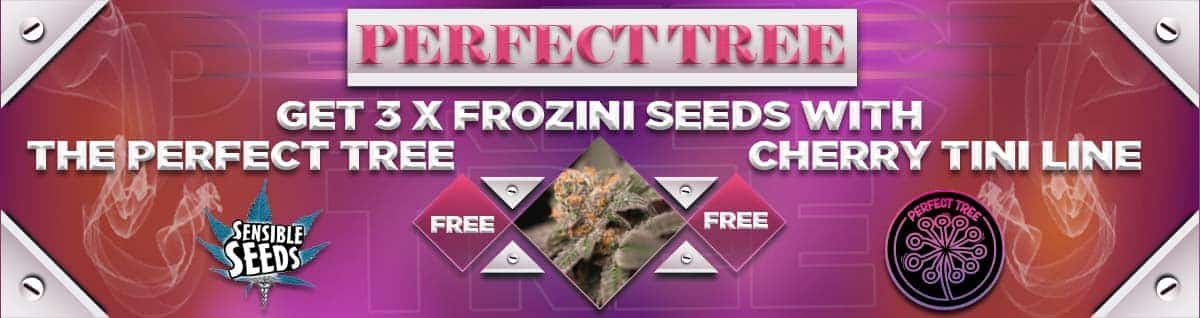 Seed Bank - : perfect-tree-seeds
