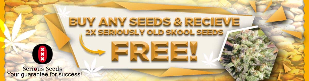 Seed Bank - : serious-seeds