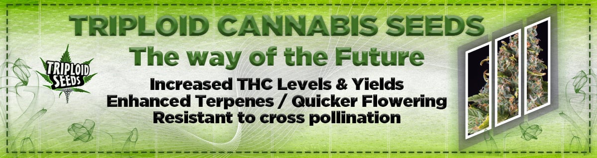 Seed Bank - : Triploid-cannabis-seeds