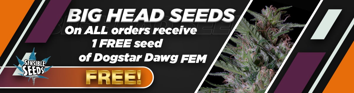 Seed Bank - : big-head-seeds